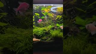 10 Gallon Overstocked Planted Community Tank [upl. by Bred476]