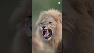 Lion king facts shorts viralshort youtubeshorts lion factsinhindi animals [upl. by Darleen]