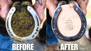 Horse Hoof trimming Restoration Satisfying [upl. by Eelanaj753]