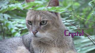 JUNGLE CAT  Species Spotlight [upl. by Fredi]