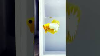 golden bettafish fighter fish 🐠shorts ytshorts youtubeshorts [upl. by Aurlie746]