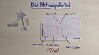 Das Aktionspotential [upl. by Kire]