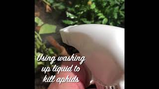 Using washing up liquid to kill aphids [upl. by Alrzc]