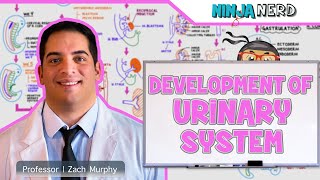 Embryology  Development of the Urinary System [upl. by Gwendolin892]