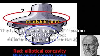 Hippo What is the condyloid joint [upl. by Sibyls]