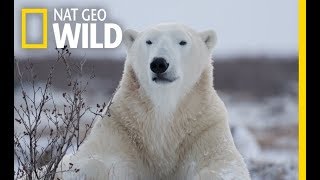 Wild Polar Bear  Predator of Arctic Ocean  Ice Bears 2018 Documentary [upl. by Sheridan]