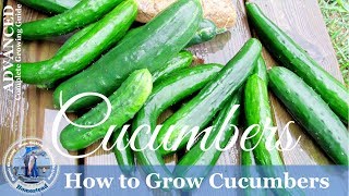 How To Grow Cucumbers Vertically on a Trellis [upl. by Evvy]