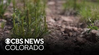 Burn scar of Cameron Peak Fire helping researchers understand the impact of climate change [upl. by Ttelrahc]