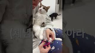 발톱깎는고양이 체념버전 shortsshortvideoshortsfeedcatcatlovercatscatshorts [upl. by Mickelson]