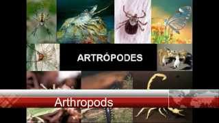 Arthropods Insects Myriapods Arachnids and Crustaceans [upl. by Nura756]