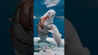 Touching video Baby dolphin seeks sailors help to rescue injured mother trapped in netdolphins [upl. by Ecinnaj960]