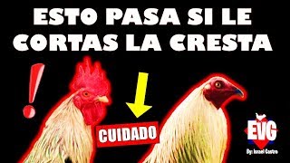 ¿Que Pasa Si le Cortas la Cresta a un Gallo IMPORTANTE [upl. by Nniroc]