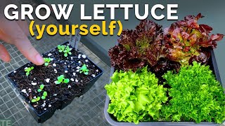 Growing Lettuce From Seed to Harvest 🌱 [upl. by Feucht641]