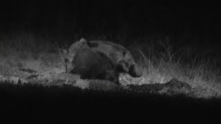 Hunting bushpig with lights in South Africa [upl. by Attekram]