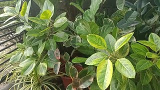 AirLayering of Ficus Lemon Lime  Ficus Lemon Lime Care [upl. by Sidwell]