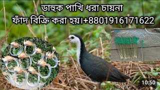 dahuk pakhir fadhash dhora china janggi fadwaterhen dahuk Bird trap huntingcock trap [upl. by Nuawaj]