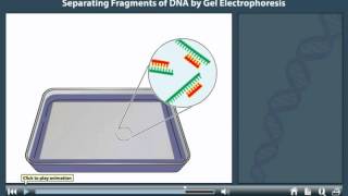 Gel electrophoresis animation [upl. by Nohsad]