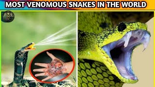 top 10 toxic snake in the world  banded krait snake  dangerous snake movie  Techbye World [upl. by Nailil474]