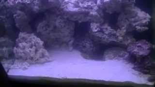 My Red Sea Max 130D update 13 Bulk Reef Supply Eco Saver Reef Rock [upl. by Daniela]