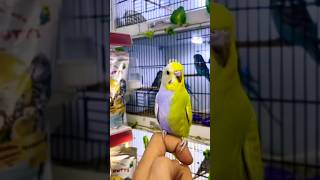 budgie half sider budgies rarebirds [upl. by Micheil]