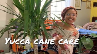 Yucca Cane Spineless Yucca Care 🍭 [upl. by Charil]