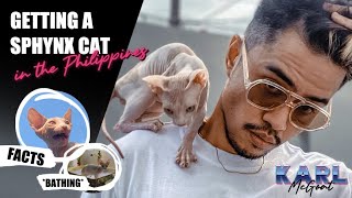 Getting a Sphynx Cat in the Philippines Breed Facts Price and Tips Tagalog [upl. by Yadrahc]