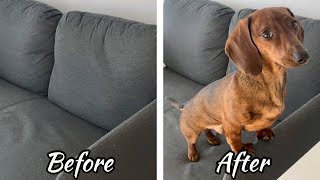 Life before and after getting a mini dachshund [upl. by Liberati]