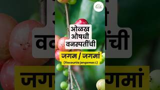 जगमजगमां  Flcourtia jangomas L  औषधी वनस्पती  Medicinal plant [upl. by Lynn]