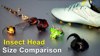 Insect Head Size Comparison  Insect Face Size Comparison [upl. by Nykal590]