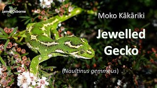 Jewelled Gecko Naultinus gemmeus  moko kākāriki 綠寶石守宮 [upl. by Mallen]