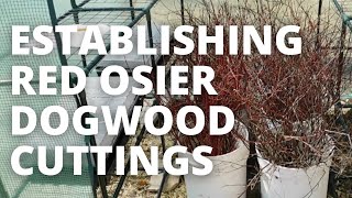 3 Techniques I Used To Establish Red Osier Dogwood [upl. by Yesllek]