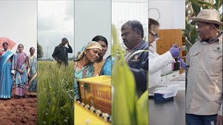 CIMMYT 50 Convertir la investigación en impacto versión 20 mins subtítulos español [upl. by Yremrej]