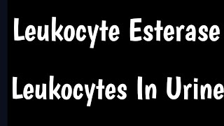 Leukocyte Esterase Urine Test  Leukocytes In Urine  Causes amp Symptoms Of High Leukocytes In Urine [upl. by Einniw]