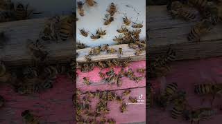 Bee ASMR [upl. by Mudenihc]