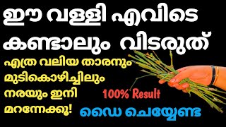 ഈ വള്ളി വീട്ടിലുണ്ടെങ്കിൽ എത്രനരച്ചു മുടിയും കട്ടക്കറുപ്പാക്കാംNatural Hair DyeJobysdreamworld [upl. by Yornoc]