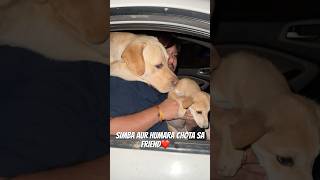 Chota sa baby❤️🐾 vlog dogshorts doglover minivlog ytshort ytshortsindia [upl. by Nilrak]