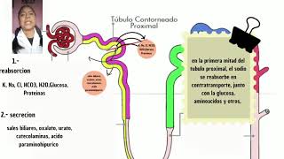 Reabsorción y secreción tubular renal CAP 28 [upl. by Trepur515]