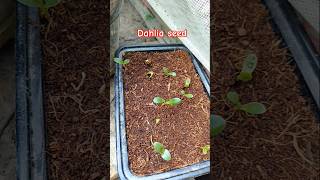 Dahlia seed germination dahlias villagegarden gardening ytshorts nature shortvideo shorts [upl. by Retniw]