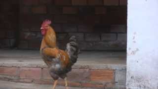 El Mejor Canto del Gallo [upl. by Parry]