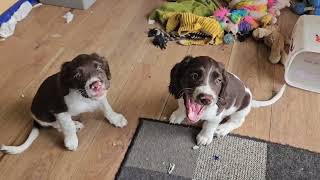 9 Week Old English Springer Spaniel Puppys At Play 4 have headed home 4 heading off this week [upl. by Chipman]