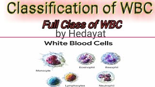 Classification of WBC leukocytes Granulocytes and Agranulocytes [upl. by Anela]