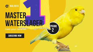 Malinois Waterslager Canary Training Song Master episode 2 وتر سلاجر مالينوا [upl. by Tnarb]