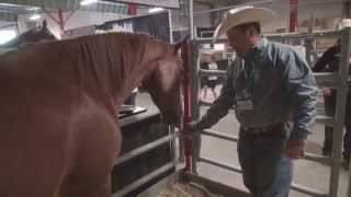 Horse breed 101  The American Quarter Horse [upl. by Pirbhai]