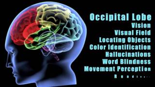 Traumatic Brain Injuries Effects of damage to different lobes of the brain [upl. by Ileyan781]