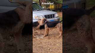 Airedales playing dogs [upl. by Godspeed]