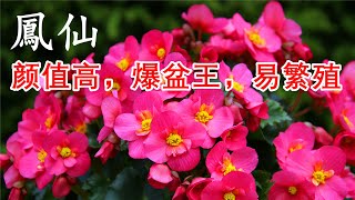 何氏鳳仙花（玻璃翠）長什麽樣？鳳仙花的養護與管理【Impatiens walleriana Hook f [upl. by Hsu790]