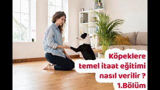 Köpeklere temel itaat eğitimi nasıl verilir  1Bölüm [upl. by Llet]