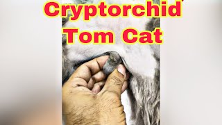 Solving Cryptorchidism in Cats  NOW Watch the wonderful Solution [upl. by Archle531]