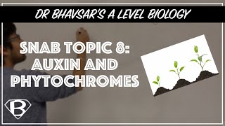 SNAB topic 8 Auxin and phytochromes [upl. by Cherin]