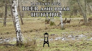 Deer and Boar Hunt  January 2023 [upl. by Russon]